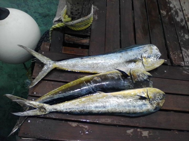 pesca dorados
